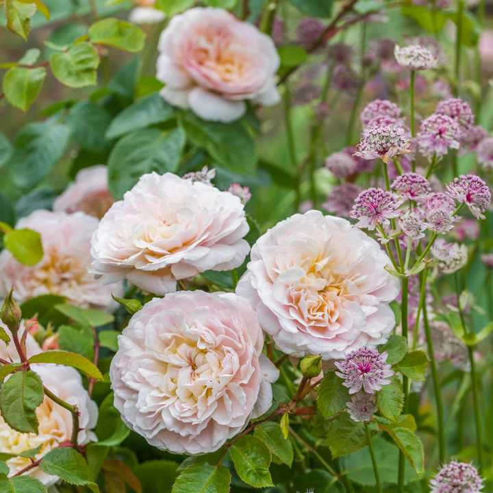 closeup image of several blooms with soft light pink ruffled petals