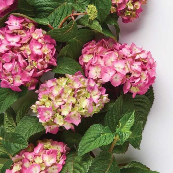 closeup image of several hydrangea blooms with deep pink to pale pink petals and dark green pointed and rippled leaves