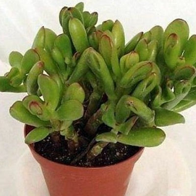 Crassula ovata &#39;Hobbit&#39;