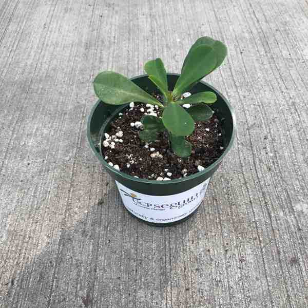 small crown of thorns plant in 4 inch pot