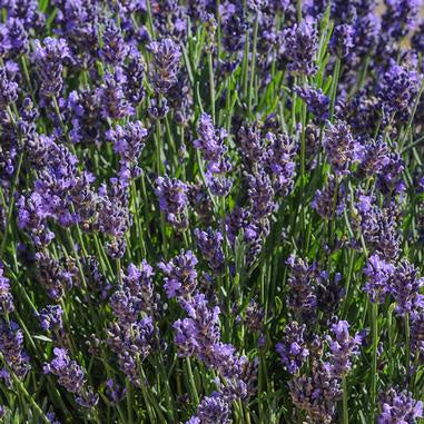 image of several lavender plants with tall spiky stems in grey green and long spiky multi blossom blooms in deep purple