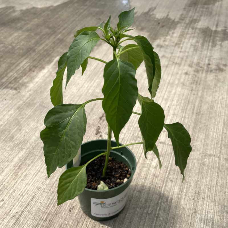 starter pepper plant with several leaves on a tall stem in round pot on concrete floor