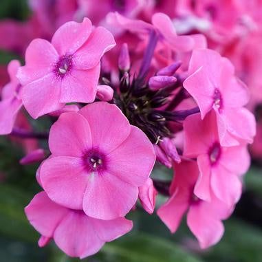 Phlox paniculata &#39;Ditomdre&#39; Coral Creme