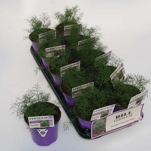 4 inch Dill Fernleaf