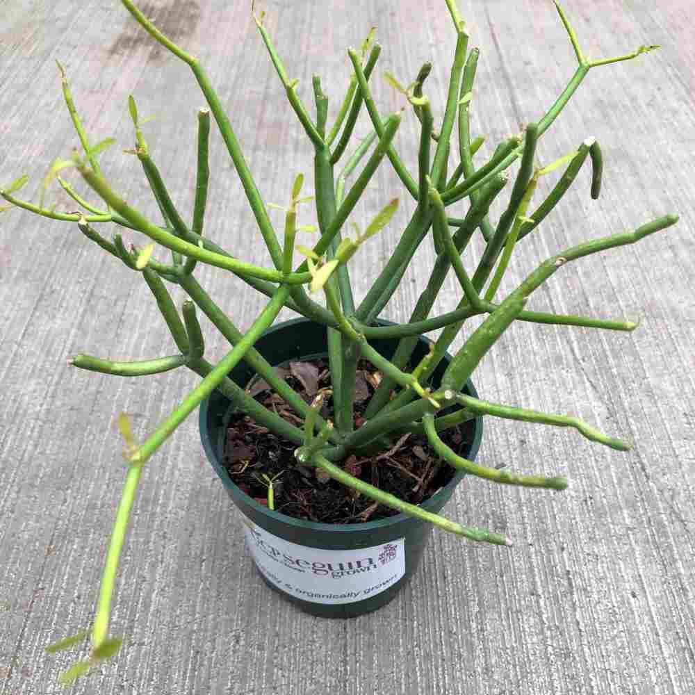 image of small pot with plant showing several green stems that are long and pencil shaped