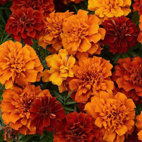 closeup image of plant with many double layered marigold blooms in medium to dark orange and deep red-orange