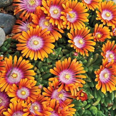 many petaled bloom with white center moving to pink, deep orange and then light orange at tips of petals