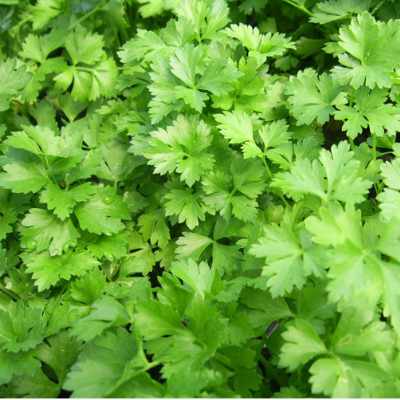 Flat Leaf Parsley