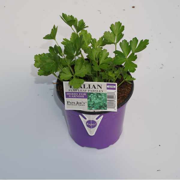 4 inch Flat Leaf Parsley Plant
