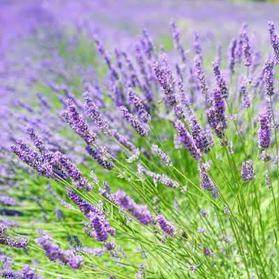 closeup image of a field of french lavender plants with long narrow green stems and narrow elongated groups of tiny purple blossoms at the top
