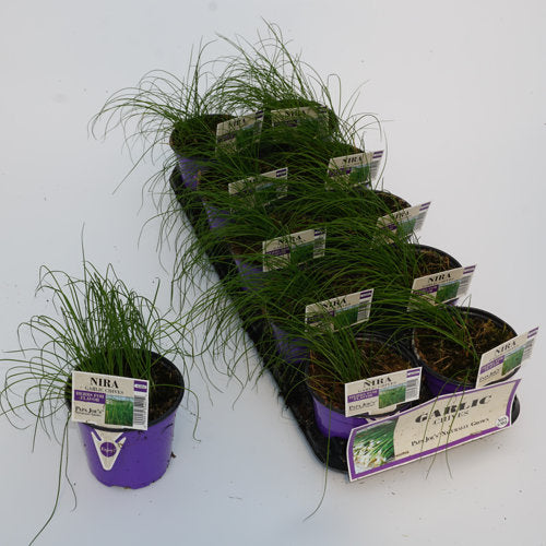 image of a tray of ten pots with chives in them, along with a single purple pot with long thin wiry garlic chives in it