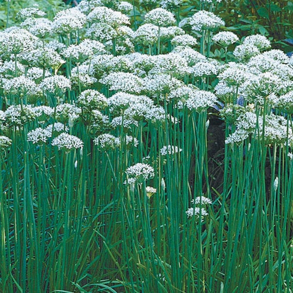 image of a field of garlic chives with long thing tall green stalks and flowers at the tips made of multiple tiny white blooms