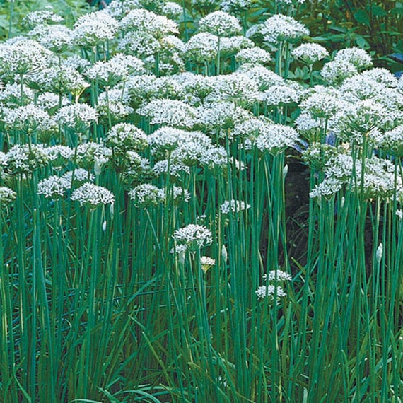 image of a tray of ten pots with chives in them, along with a single purple pot with long thin wiry garlic chives in it