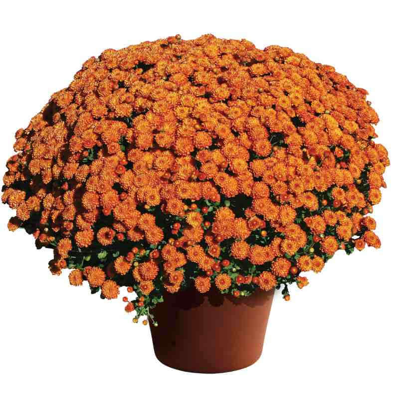 image of large mum plant with many small deep bright orange blooms