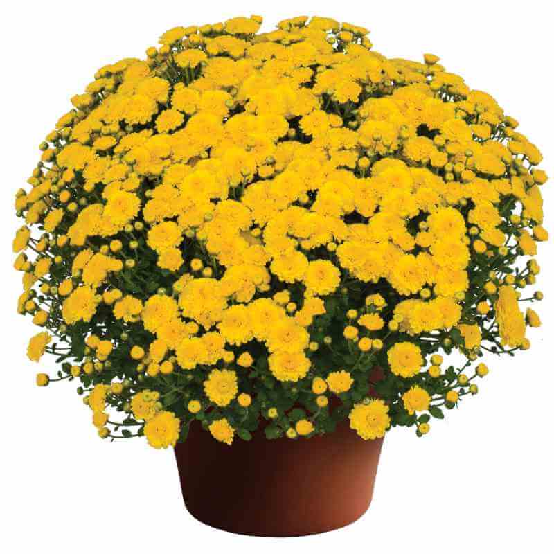 image of large mum plant with many small deep bright orange blooms