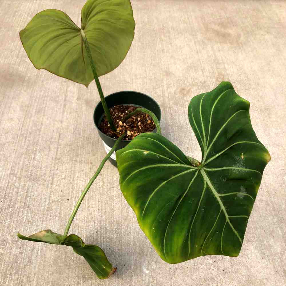 image of a plant in a small green pot with 3 long thing stems with one large heart shaped leaf in velvety green with white veining