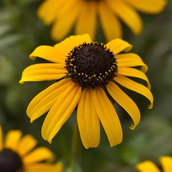 closeup image of bloom with many narrow bright yellow petals and a dark brown center