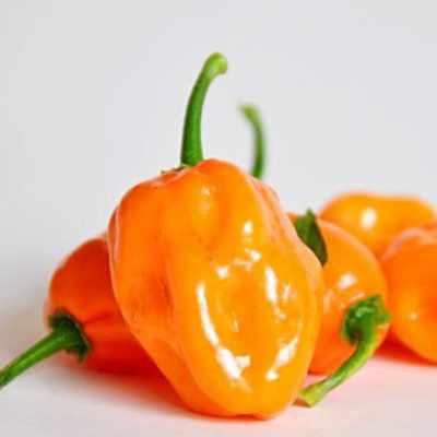 Pimiento Rojo Habanero de 6.5 pulgadas