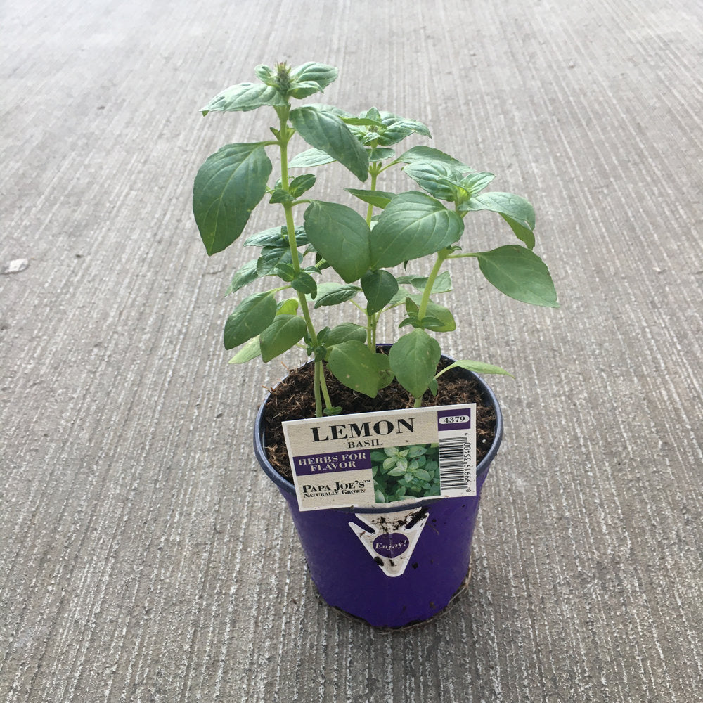 4 inch Basil Lemon Basil