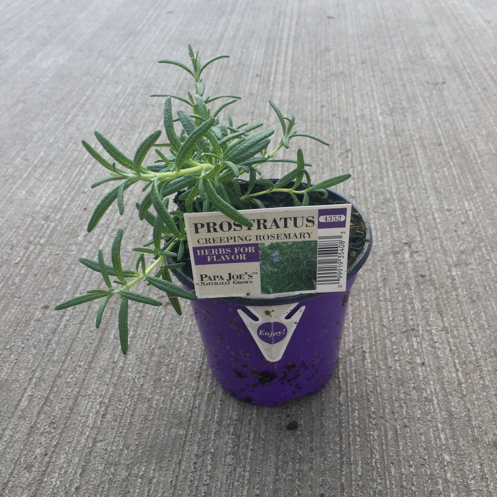 4 inch Creeping Rosemary Prostratus Plant
