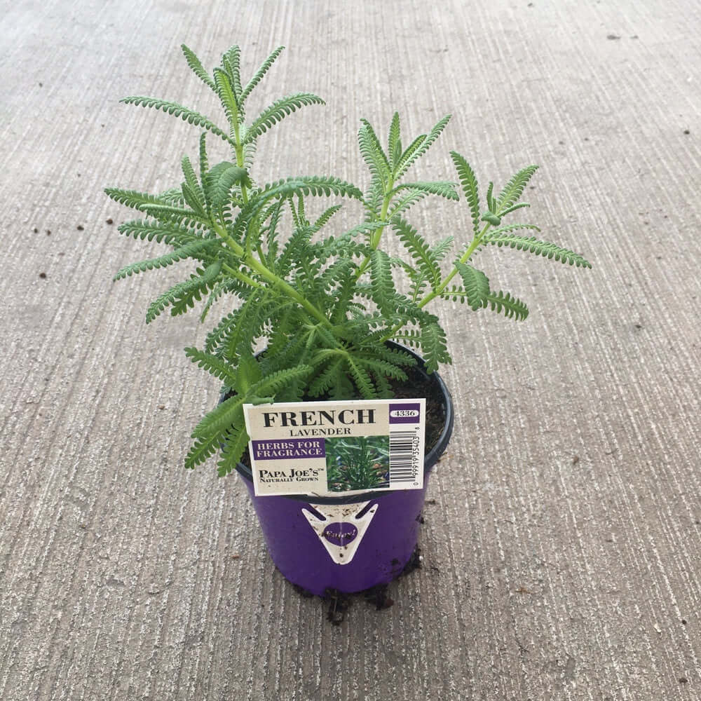 closeup image of a round purple pot with a green plant with narrow fringed like leaves