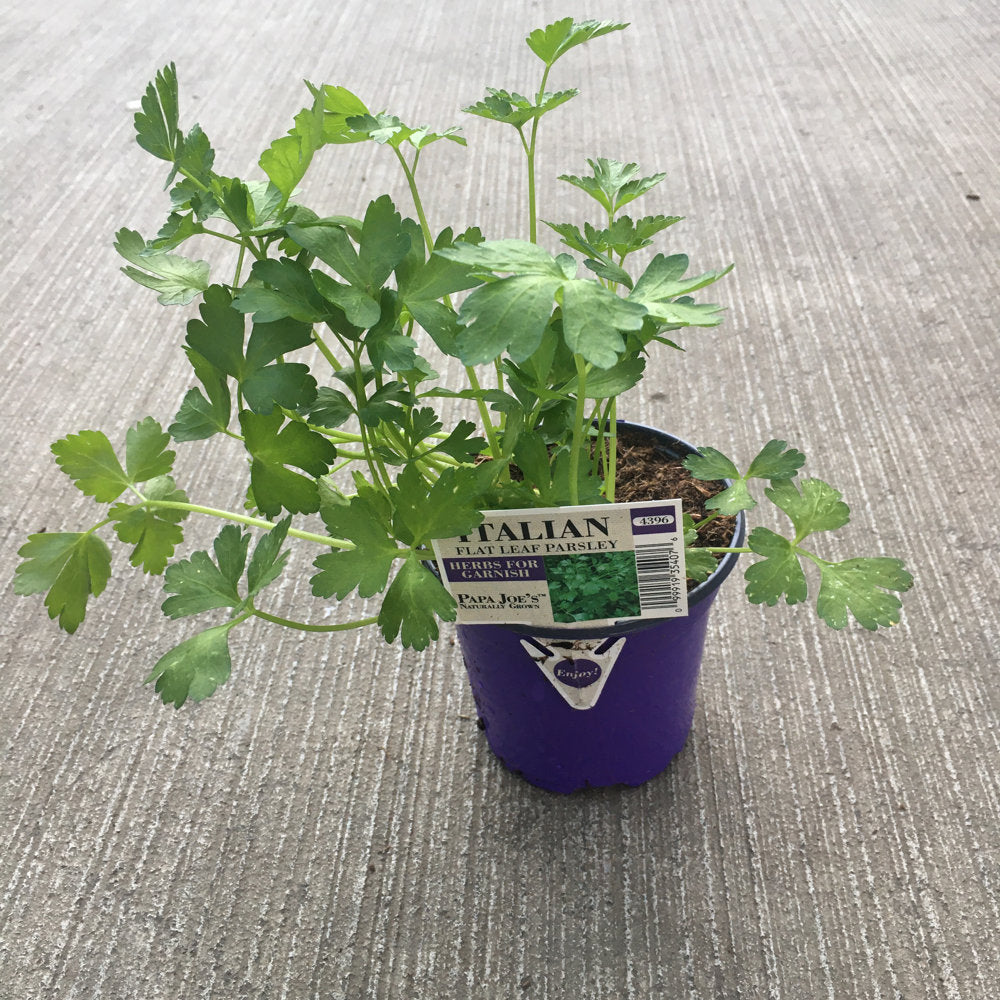 Flat Leaf Parsley