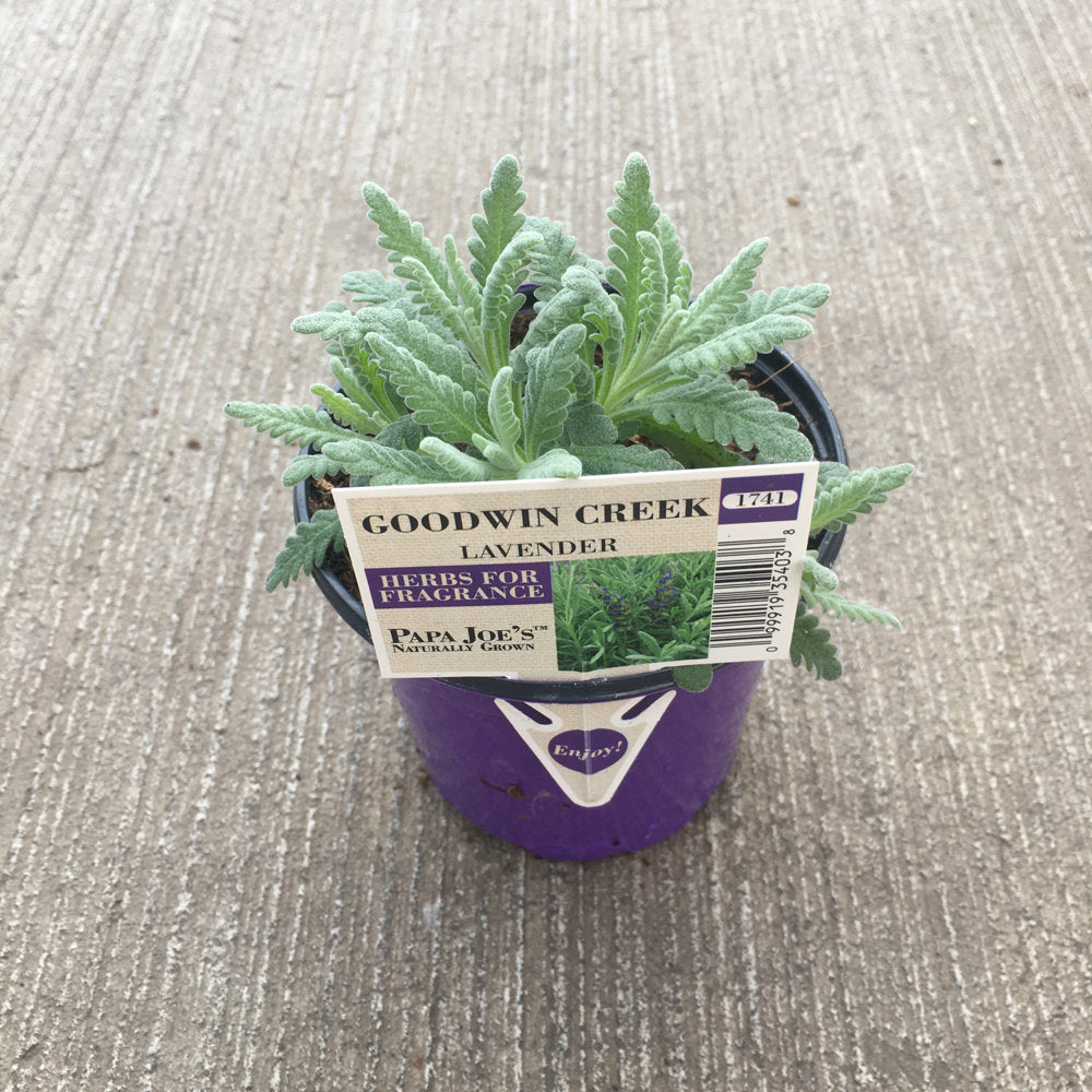 image of plant with dusty green scalloped long narrow leaves, in a purple pot