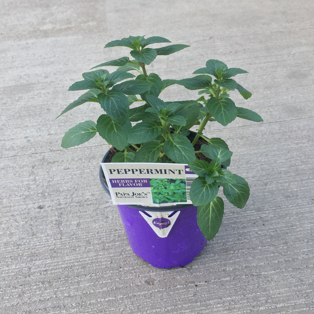 image of plant in purple pot with oblong pointed green leaves with bright green veining