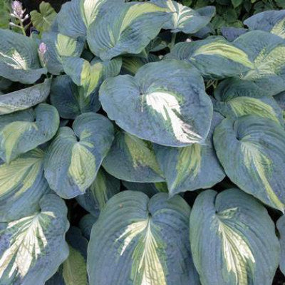 closeup image of plant in landscape with large heart shaped leaves 