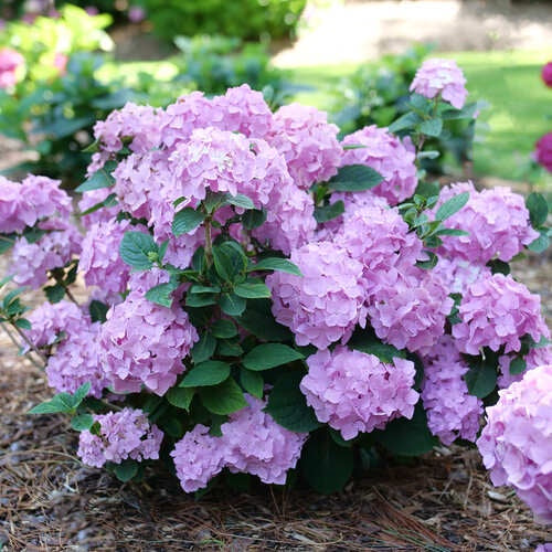 image of mature shrub with small pointed green  leaves and large globe shaped blooms in soft pink violet