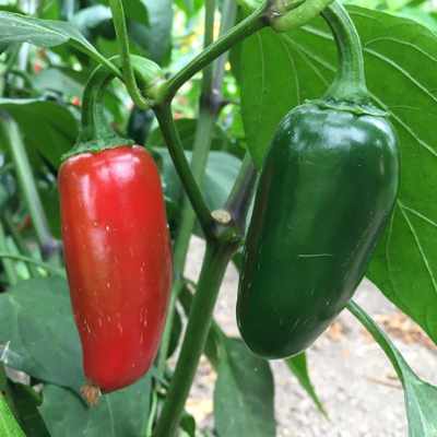 Chile Jalapeño La Bomba II 3.5 pulgadas