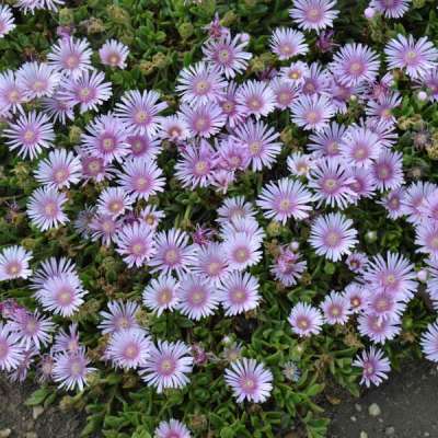 many petaled bloom with light purple petals and darker purple 