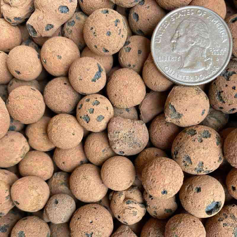 closeup image of dark tan leca balls with some small black spots and a quarter coin for size comparison
