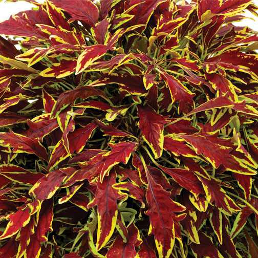 closeup image of plant with narrow leaves with  multi points in a deep burgundy with bright lime green edges