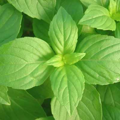 4 inch Basil Lemon Basil