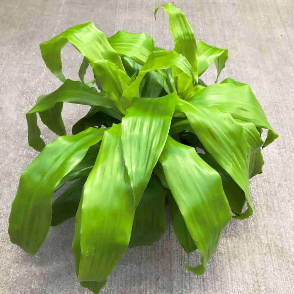 image of plant many spear shaped curved leaves in bright lime green