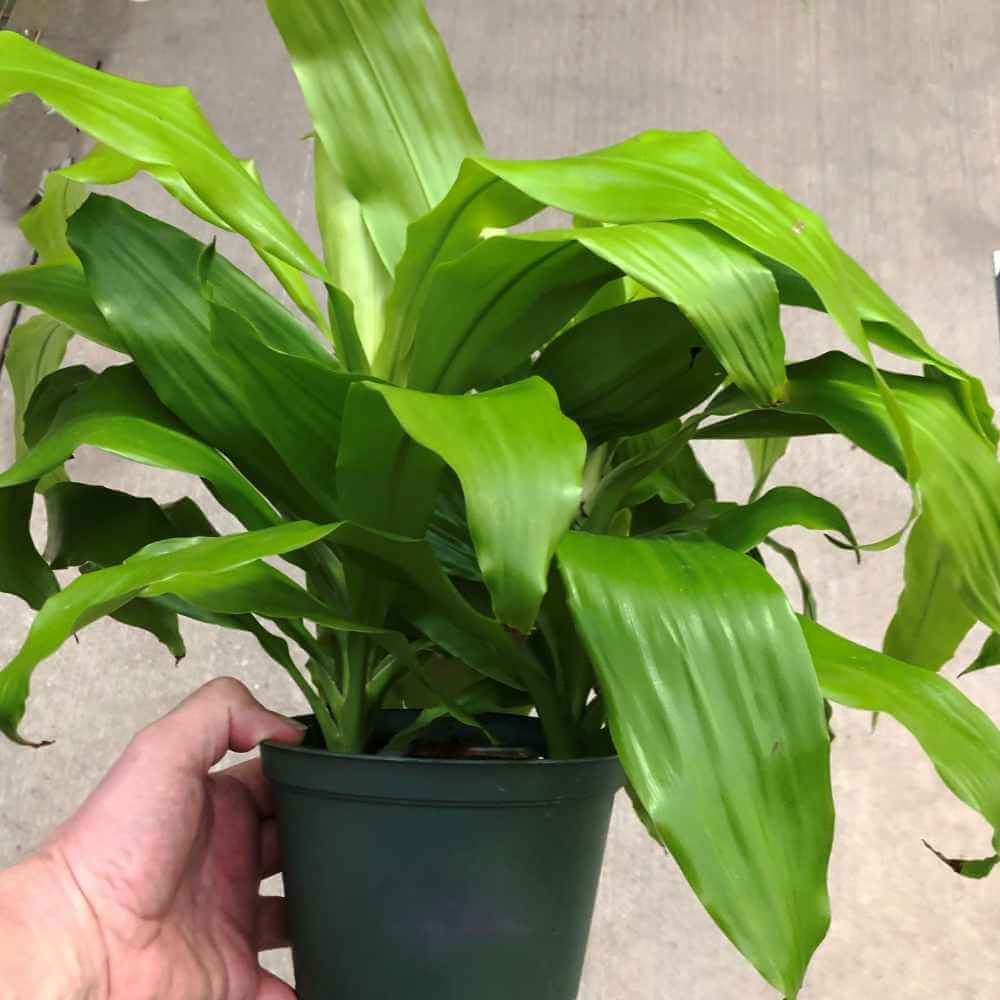 image of plant many spear shaped curved leaves in bright lime green