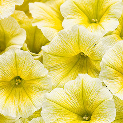 Ganadores probados Supertunia® Petunia maceta de 4 pulgadas