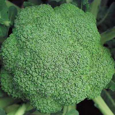 closeup of a head of green broccoli