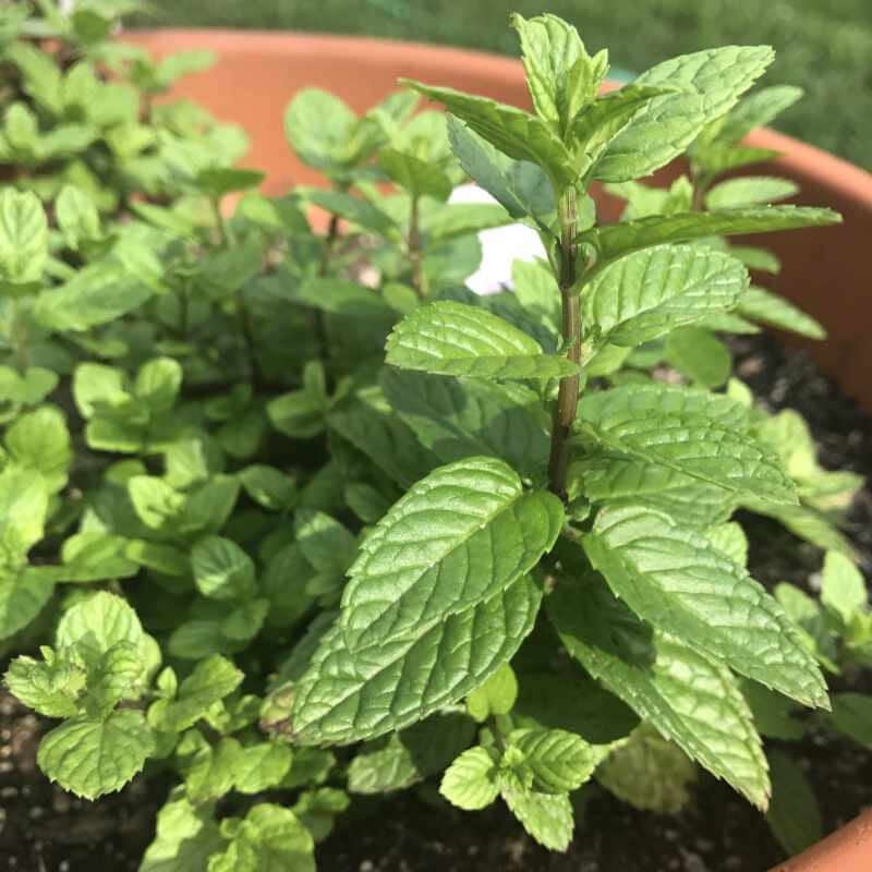 closeup image of plant showing many oblong serrated edge leaves in green with deep veining