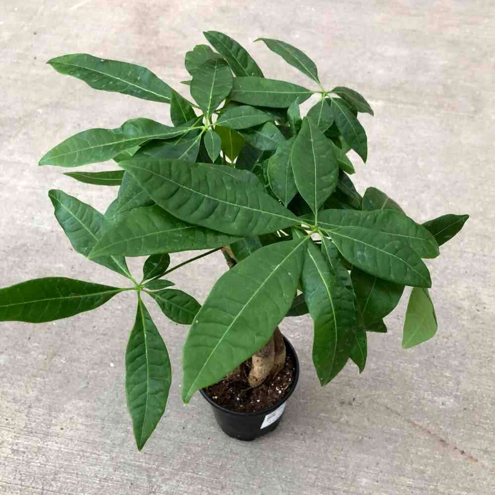 image of small tree like plant with long pointed green leaves radiating out from thin stems.  In a round black pot sitting on a concrete floor