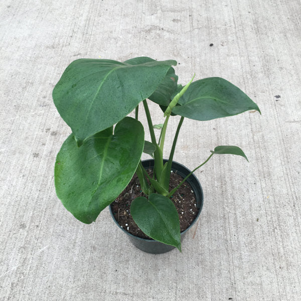 image of monstera deliciosa in 6 inch pot