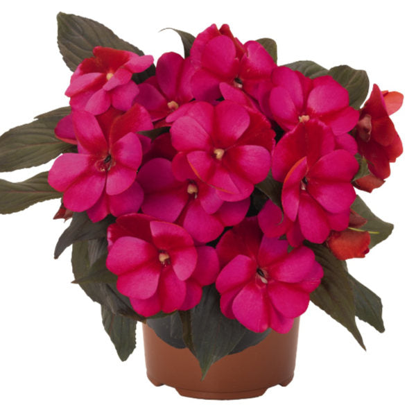 image of mature plant in pot with bright deep pink with hot pink rounded petal blooms