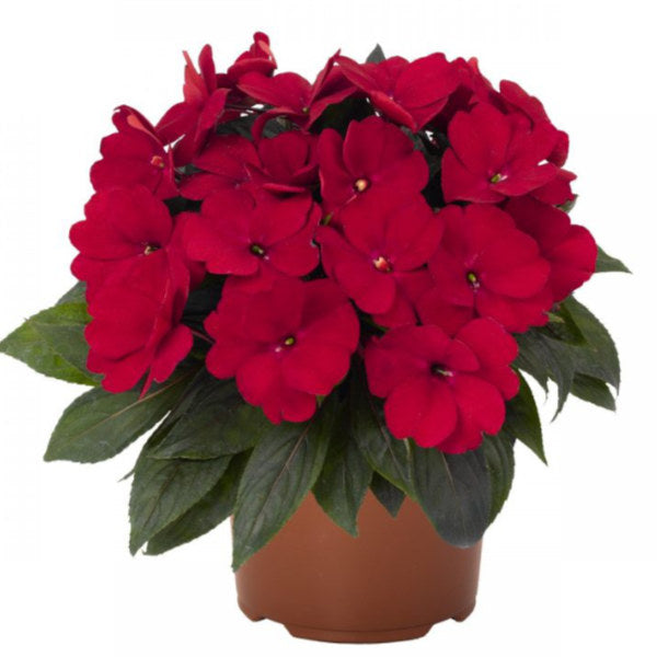 image of mature plant in pot with bright deep red rounded petal blooms