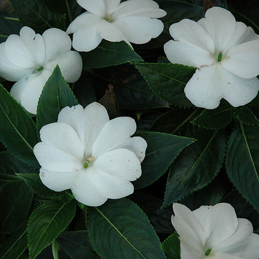 image of mature plant with bright deep white rounded petal blooms