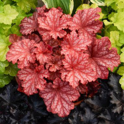 closeup image of plant with reddish ruffled leaves with grayish accents