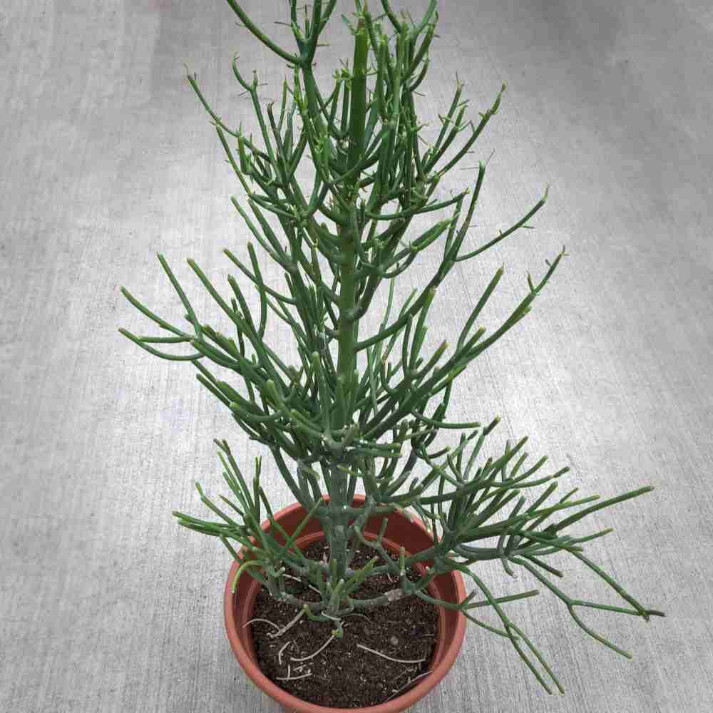 image of tall plant consisting of thick green center stalk with many thin pencil shaped stems coming out from that.