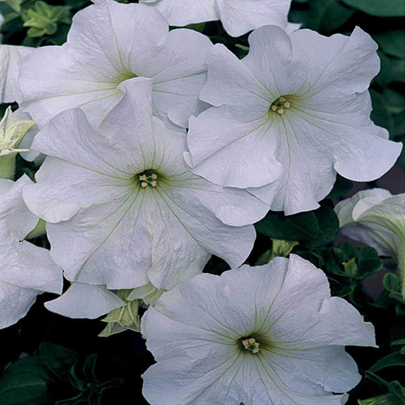 closeup image of several white petunia blooms with pale green centers and veining