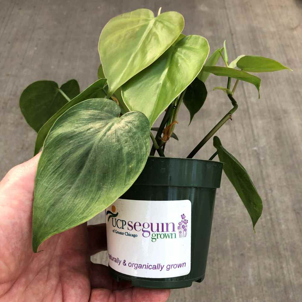 closeup image of a hand holding a small pot containing a plant with heart shaped green leaves.  UCP Seguin Grown label on side of pot