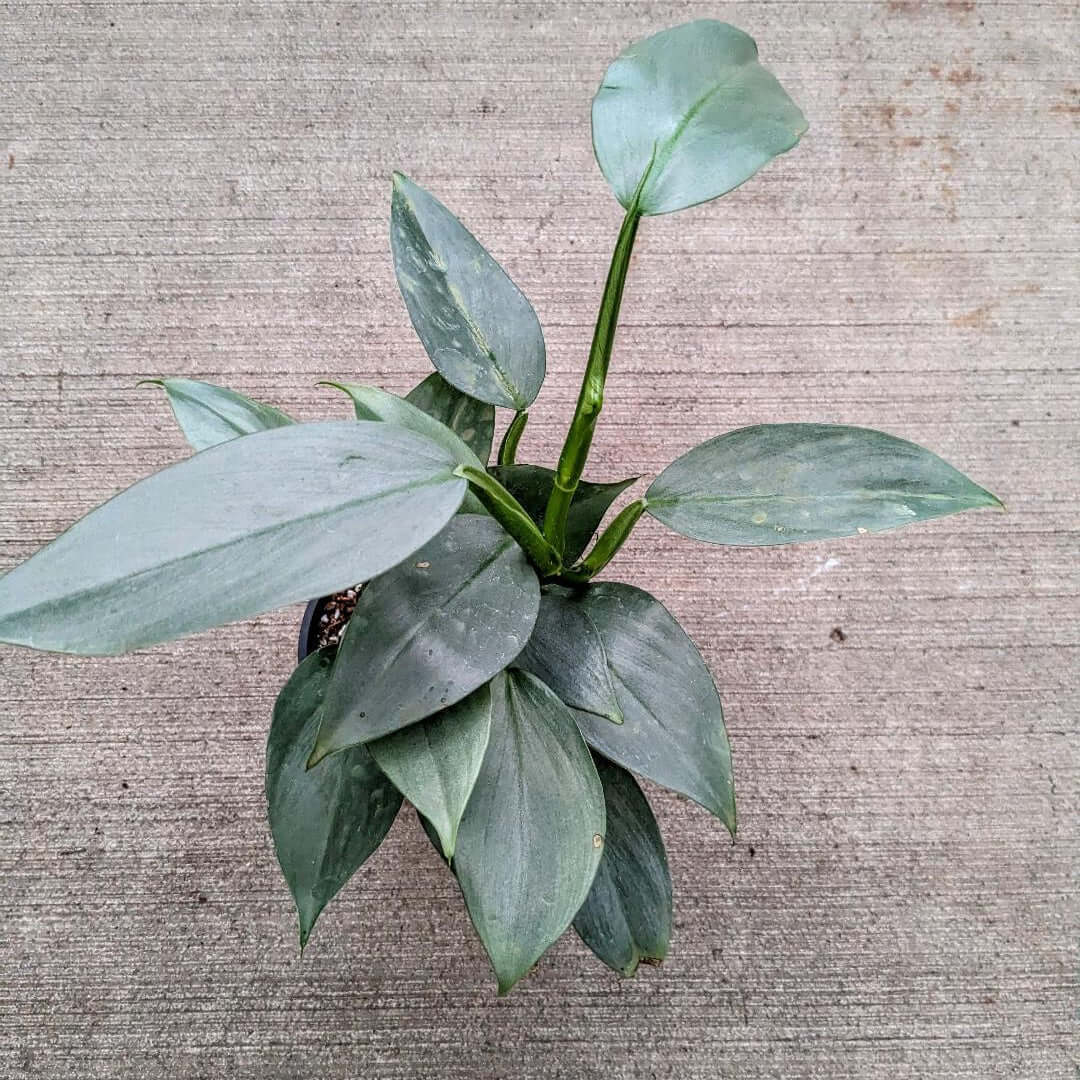 Sword shaped leaves with glossy leaves and minty grey hues. 